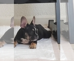 Small Photo #1 French Bulldog Puppy For Sale in STKN, CA, USA