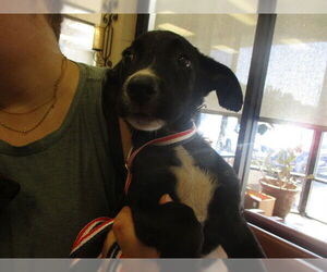 Labrador Retriever Dogs for adoption in Ocala, FL, USA