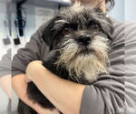 Small #2 Brussels Griffon Mix