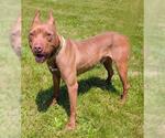 Small #1 American Pit Bull Terrier