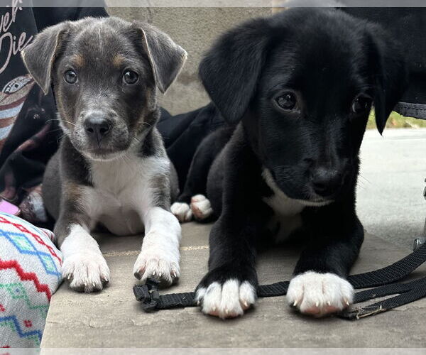 Medium Photo #7 Labrador Retriever-Unknown Mix Puppy For Sale in Garner, NC, USA