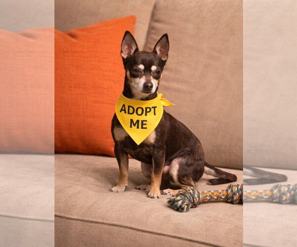 Medium Photo #3 Chihuahua-Unknown Mix Puppy For Sale in Euless, TX, USA