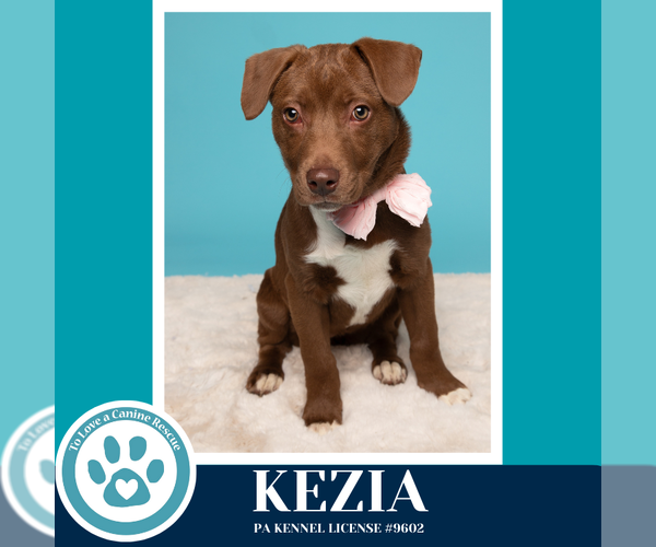 Medium Photo #7 Labrador Retriever-Unknown Mix Puppy For Sale in Kimberton, PA, USA