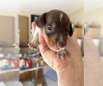 Puppy Puppy 2 Dachshund