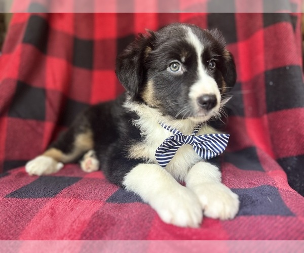 Medium Photo #3 Miniature Australian Shepherd Puppy For Sale in LAKELAND, FL, USA