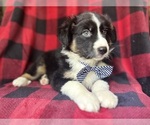 Small #2 Miniature Australian Shepherd