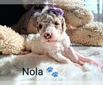 Small Photo #145 Goldendoodle (Miniature) Puppy For Sale in GASTONIA, NC, USA