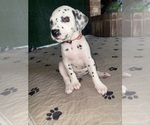 Puppy Remy Dalmatian