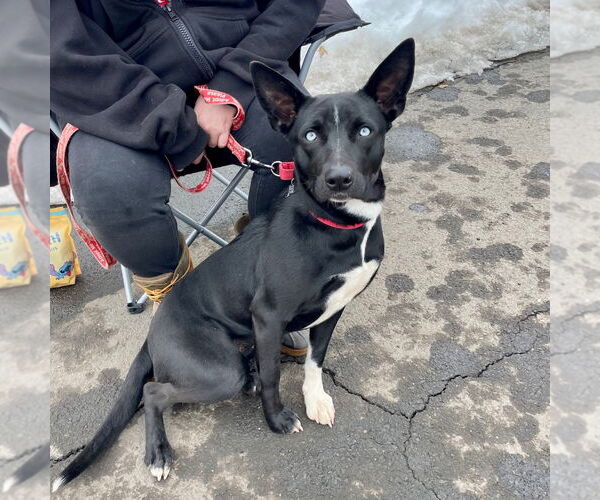 Medium Photo #9 Australian Kelpie-Unknown Mix Puppy For Sale in Canton, CT, USA