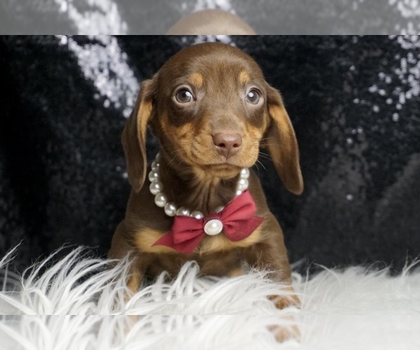 Medium Photo #4 Dachshund Puppy For Sale in WARSAW, IN, USA