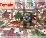 Small Photo #1 Yorkshire Terrier Puppy For Sale in AMSTERDAM, MO, USA