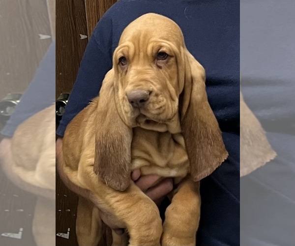 Medium Photo #9 Bloodhound Puppy For Sale in FORT MORGAN, CO, USA