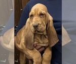 Red LM 4 - Male Bloodhound Puppy for Sale - Photo #9