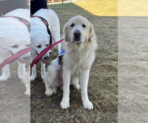 Jamie - Male Great Pyrenees Dog for Adoption - Photo #2