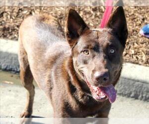 German Shepherd Dog-Unknown Mix Dogs for adoption in Martinez, CA, USA