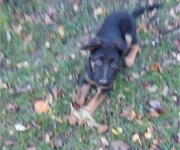 Medium Photo #2 German Shepherd Dog Puppy For Sale in O FALLON, IL, USA