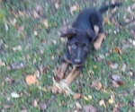 Small Photo #2 German Shepherd Dog Puppy For Sale in O FALLON, IL, USA