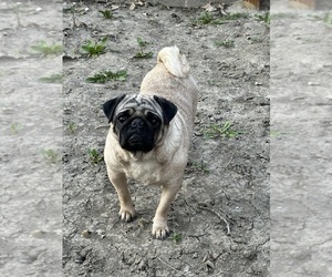 Mother of the Pug puppies born on 08/22/2025