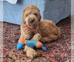 Small #1 Goldendoodle