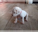 Small Photo #7 Dogo Argentino Puppy For Sale in RYAN, OK, USA
