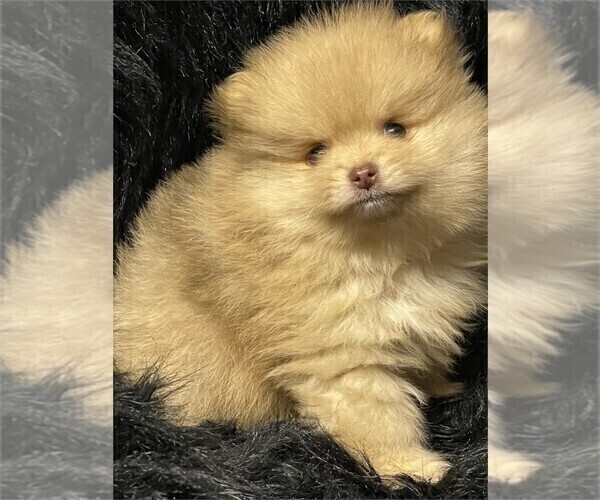 Medium Photo #12 Pomeranian Puppy For Sale in PALM BEACH, FL, USA
