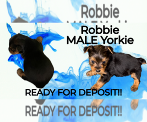 Yorkshire Terrier Puppy for sale in AZLE, TX, USA