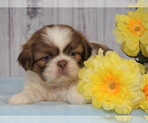 Shih Tzu Puppy for sale in FREDERICKSBG, OH, USA