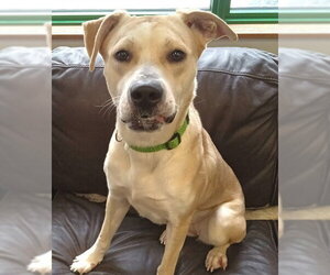 Labsky Dogs for adoption in Anchorage, AK, USA