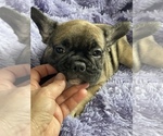Small Photo #4 French Bulldog Puppy For Sale in HAMDEN, CT, USA