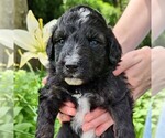 Small #4 F2 Aussiedoodle