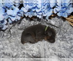 Small Photo #9 Doberman Pinscher Puppy For Sale in COTTON, MN, USA