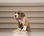 Small Photo #6 Great Dane Puppy For Sale in SYRACUSE, IN, USA