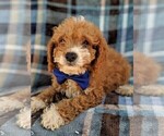 Small Photo #7 Cavachon-Poodle (Toy) Mix Puppy For Sale in LANCASTER, PA, USA