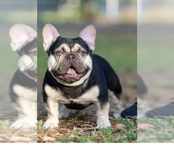 Medium Photo #1 French Bulldog Puppy For Sale in LAKELAND, FL, USA