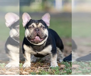 Father of the French Bulldog puppies born on 04/21/2022