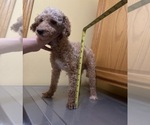 Small Photo #1 Poodle (Toy) Puppy For Sale in DUBUQUE, IA, USA