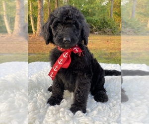 Goldendoodle Puppy for sale in FROSTPROOF, FL, USA