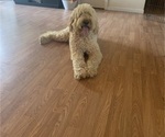 Small Photo #1 Goldendoodle Puppy For Sale in PILOT, VA, USA