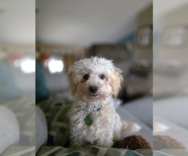 Medium Photo #3 Bichon Frise-Unknown Mix Puppy For Sale in St. Louis Park, MN, USA