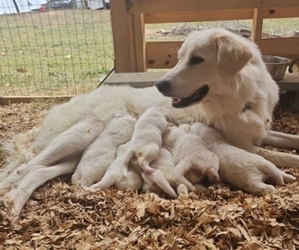 Mother of the Great Pyrenees puppies born on 09/29/2023