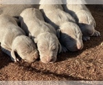 Small Photo #18 Weimaraner Puppy For Sale in WILLOWS, CA, USA