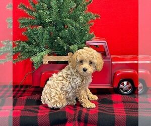 Poodle (Miniature) Puppy for sale in DUNDEE, OH, USA