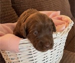 Small Photo #14 Labradoodle Puppy For Sale in PUEBLO, CO, USA