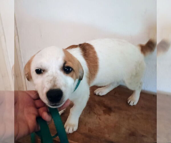 Medium Photo #1 Dachshund-Parson Russell Terrier Mix Puppy For Sale in Bonifay, MO, USA