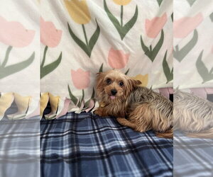 Stalone Aug 26 - Male Mutt Dog for Adoption - Photo #5