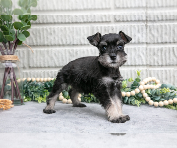 Medium Photo #2 Schnauzer (Miniature) Puppy For Sale in BALTIC, OH, USA