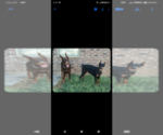 Small Photo #1 Doberman Pinscher Puppy For Sale in CHICKASHA, OK, USA