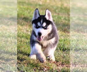 Siberian Husky Puppy for Sale in STEVENS, Pennsylvania USA