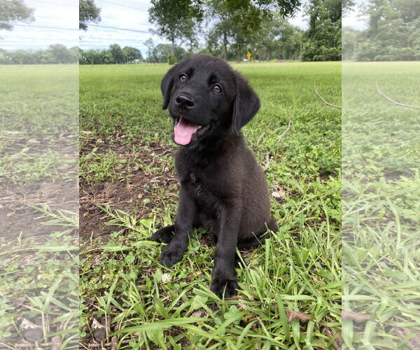 Medium Photo #2 Labrador Retriever-Unknown Mix Puppy For Sale in Oakhurst, NJ, USA