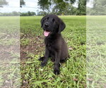 Small #1 Labrador Retriever Mix
